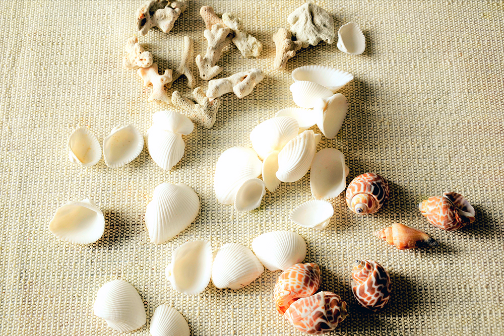 Photo of shells used in DIY art with Shells